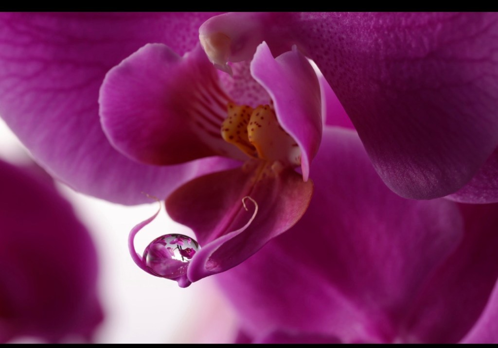 Nærbilde av en rosa orkidé med en vanndråpe som speiler blomsten.